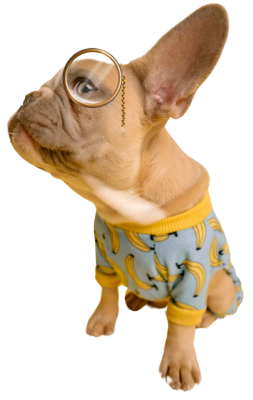 Dog wearing a monocle.