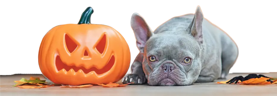 Autumn energy dog - Home Telecom1
